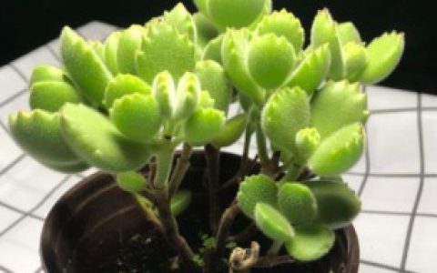 熊爪多肉如何养殖（熊爪多肉怎么养才长得好）