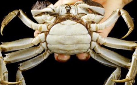 大闸蟹没有水能活多久（大闸蟹离开水能活多久）