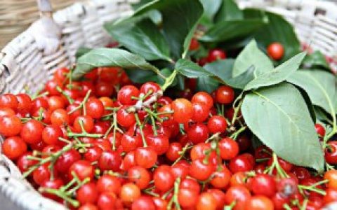 常温下车厘子一般能保存多久（车厘子如何保存一个月）