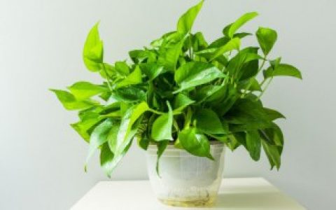 绿萝叶子软了是怎样回事（绿萝叶子软软怎么回事）