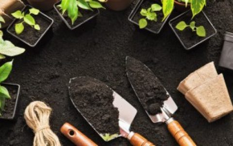 家中如何栽培铁皮石斛（栽培铁皮石斛的方法）