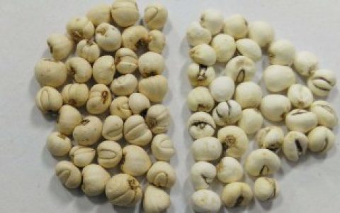 【1克川贝大约几个】1克川贝大约的颗粒数