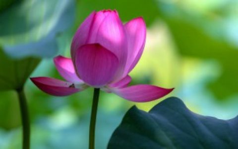 【莲的寓意】莲花代表着什么