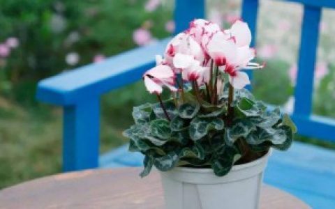 【仙客来适合送给什么人】可以把仙客来送什么人