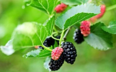 【老桑叶和嫩桑叶哪个泡茶好】老桑叶好还是嫩桑叶好