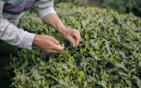 自己采的茶叶怎么炒,自采茶叶的炒茶方法