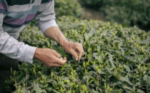 新鲜茶叶不炒晒干可以喝吗,新鲜茶叶不炒晒干是否可以喝