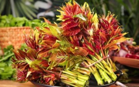 香椿怎么长期保存,香椿怎样保管长期新鲜