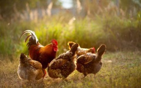 如何挑选优质白条母鸡,怎样挑选优质白条母鸡