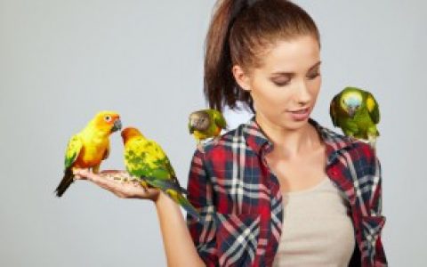 高铁上可不可以带鸟,高铁上可以带鸟吗