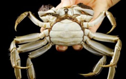 大闸蟹和河蟹的区别 大闸蟹和河蟹有什么不同