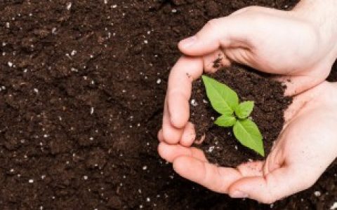 废菌棒怎么做营养土 废菌棒如何做营养土