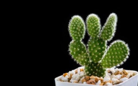 仙人掌的花期 仙人掌的花期是什么时候