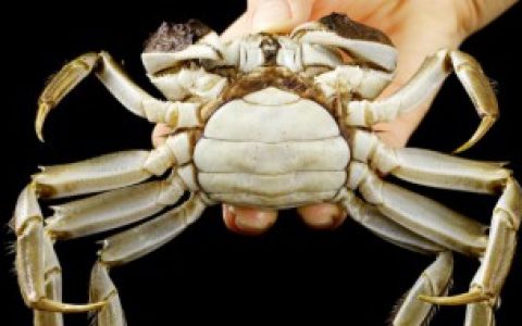 死掉的螃蟹暂时不吃怎么处理 死掉的螃蟹暂时不吃处理的方法