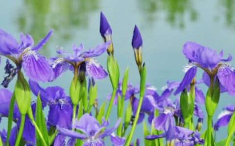 菱花的寓意和象征代表什么意思 菱花有什么寓意