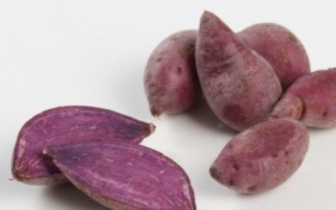 冬天怎么种红薯苗（冬天种红薯苗的方法）