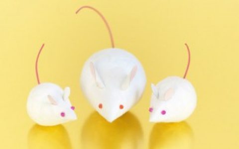 【老鼠怕什么东西】老鼠怕的东西有什么