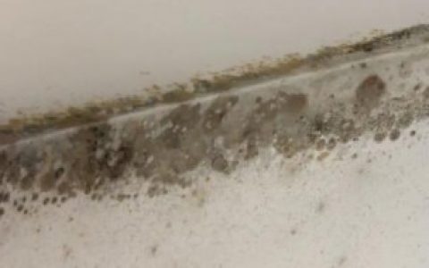 墙上的霉斑如何去除,墙上的霉斑怎么去除