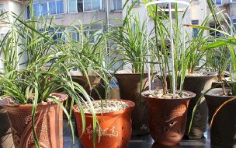 兰草花怎么养殖 怎么养殖兰草花