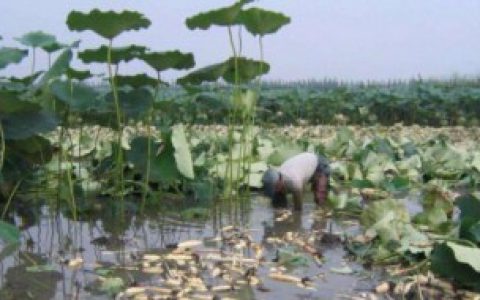 在水缸里种莲藕的方法 在水缸里种莲藕的方法有哪些