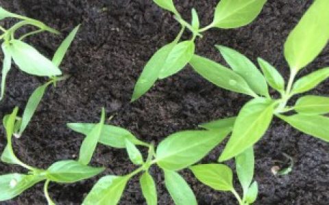 辣椒种子怎么发芽 辣椒种子如何发芽