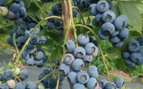 【蓝莓树如何种植】蓝莓树怎么种才好