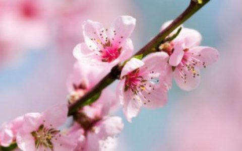 【桃花茶怎么泡】桃花茶的正确冲泡方法