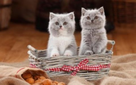 【猫会不会被蚊子咬】猫会被蚊子咬吗