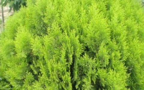 洒金木的养殖方法 洒金木的养殖方法有哪些