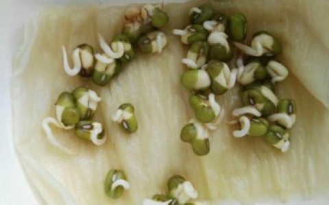 绿豆的生长过程 绿豆的生长过程分享