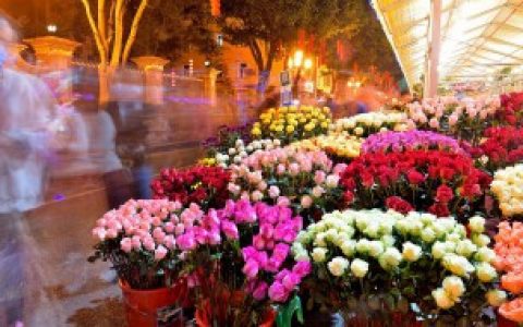 门口放什么花招财 门口放哪些花招财