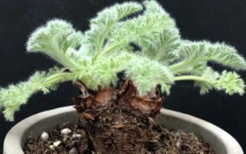 羽叶洋葵什么时候休眠 羽叶洋葵相关介绍