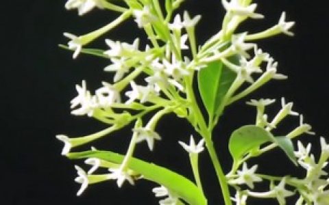 食用夜来香的种植方法（食用夜来香的种植方法介绍）