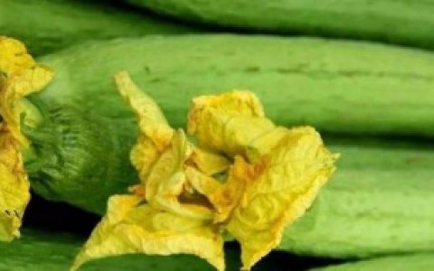 丝瓜能放冰箱保鲜吗（丝瓜能放冰箱可以吗）