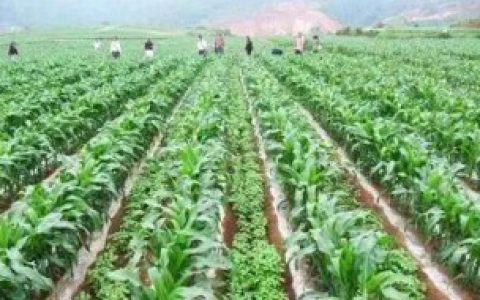 【间种和套种的区别】间种和套种的区别简单介绍