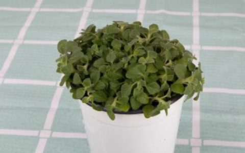 【盆栽薄荷养殖方法和注意事项】盆栽薄荷养殖方法和注意事项分享