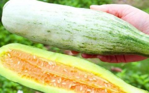 【羊角蜜没熟能不能吃】羊角蜜没熟能吃吗