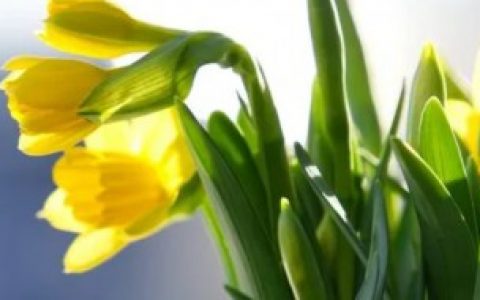 【水仙花的作用】水仙花的作用介绍