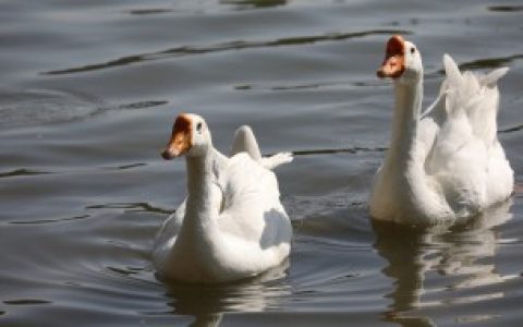 【吃鹅肉会不会胖吗】吃鹅肉会胖吗