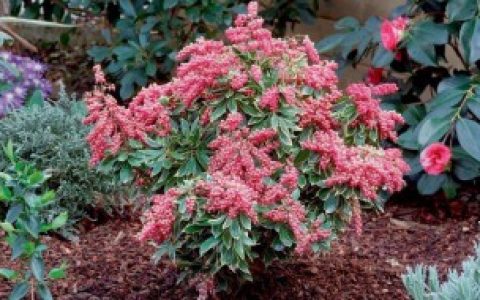 马醉木的养殖方法和注意事项 马醉木的养殖方法和注意事项介绍