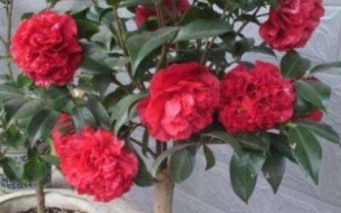 南方的茶花到北方怎么养 南方的茶花到北方养法