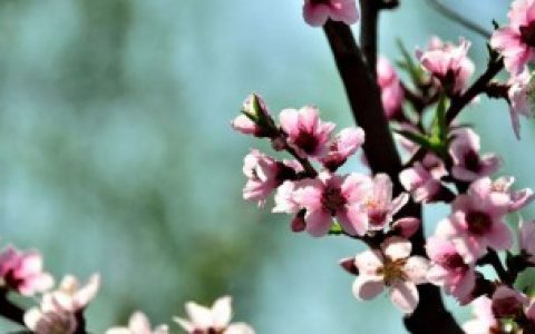 怎样用风水催旺桃花 如何用风水催旺桃花