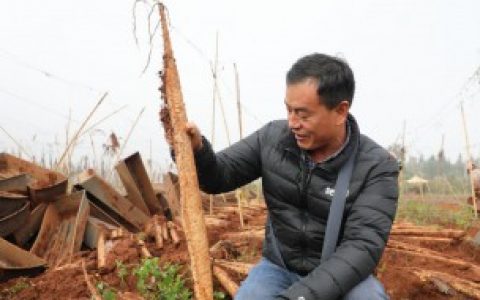 山药种子怎么种植 自己就可以动手