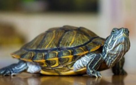 乌龟可以带上飞机吗 乌龟可不可以带上飞机