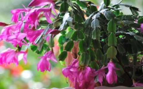 刚买的蟹爪兰带花苞怎么养（蟹爪兰带花苞要怎么养）