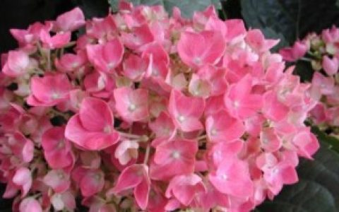 洋绣球养殖方法（洋绣球怎么养）