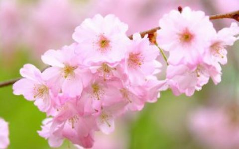 樱花种子的种植方法（樱花种子的种植方法介绍）