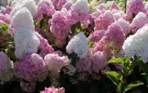 北方冬季开花植物可以栽种什么（北方冬季开花植物可以栽种的植物）