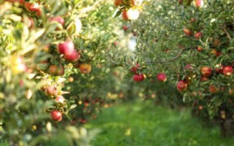 怎么修剪苹果树（苹果树怎么剪枝）