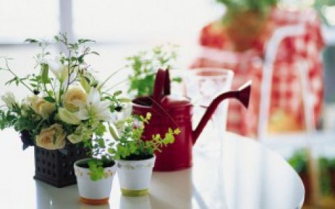 办公绿色植物的风水介绍（办公绿色植物风水）